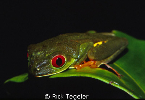 Red eye tree frog.  Taken at midnight in the rain forest ... by Rick Tegeler 